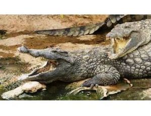 Un crocodile... des crocodiles