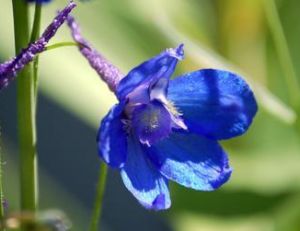 Delphinium bleue