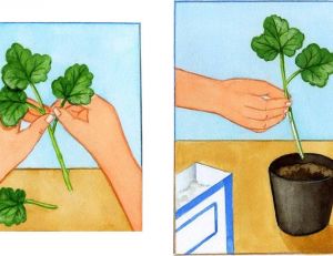 Conservation des geraniums