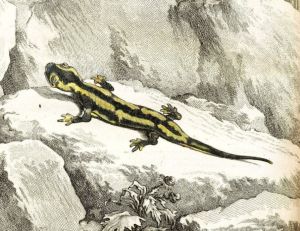 La salamandre et les Hommes