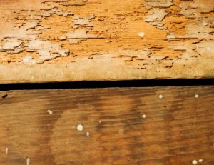 Etat parasitaire relatif aux termites