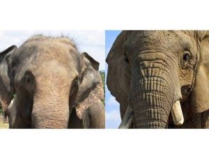 Eléphant d'Afrique, éléphant d'Asie