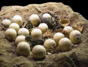 Reconstitution d’une « couvée » de dinosaure