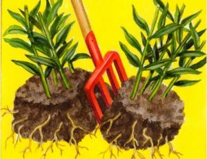 Diviser des plantes vivaces