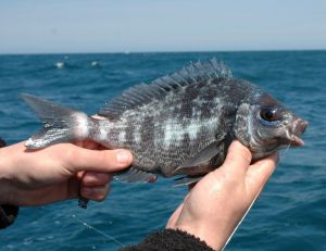 La pêche de la dorade grise