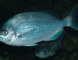 Dorade grise