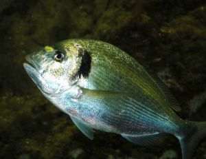 Dorade royale