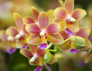 Décorer avec de jolies fleurs