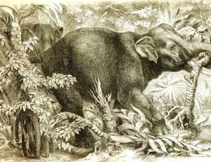 Les éléphants actuels et leurs ancêtres