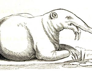 Reconstitution d’un dinothérium