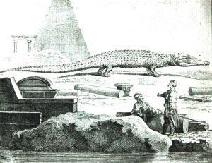 Crocodile du Nil