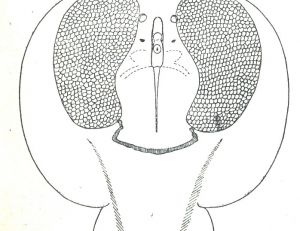 Corps discoïdal d’une torpille, disséqué pour monter ses deux organes électriques d’aspect aréolaire