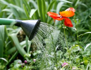 Les écogestes à appliquer au jardin