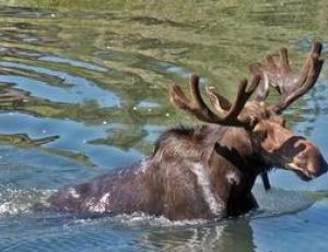 L’orignal est presque un animal aquatique