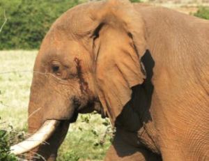 Excrétion de musth sur la tempe d'un éléphant mâle