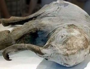 Bébé mammouth au Museum de Saint Petersburg