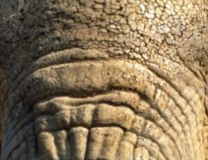 Pachyderme signifie qui a la peau épaisse