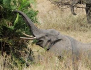 L’éléphant se nourrit de matières ligneuses