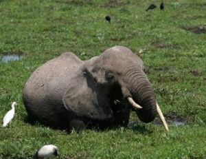 Eléphant en zone marécageuse