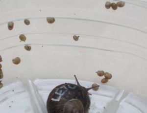 Un escargot et ses petits © Audrey Mercier