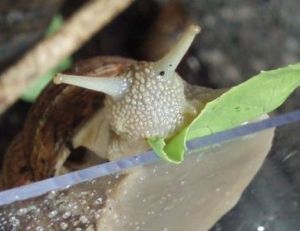 Escargot de Bourgogne en plein repas © Audrey Mercier