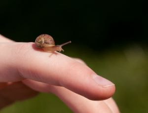 Elever des escargots