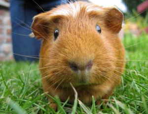 Elever un cochon d'inde