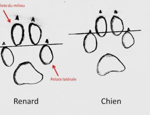 Empreintes de renard et de chien