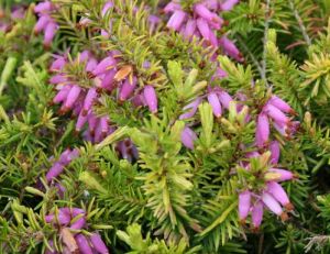 Erica Carnea Aurea