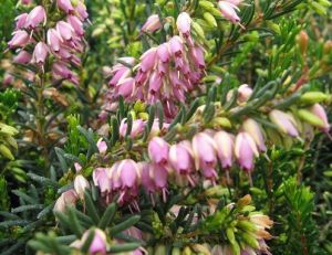 Erica darleyensis