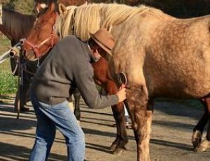 Utilisation de l’étrille pour panser un cheval