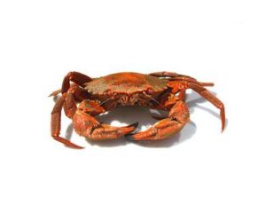 Une étrille après cuisson
