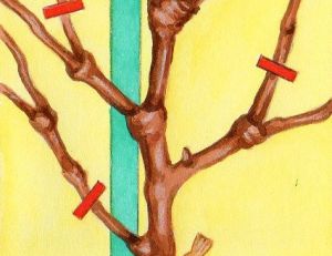 Taille du vieux bois © André Vial