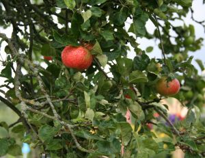 Choisir les pommes pour faire du cidre
