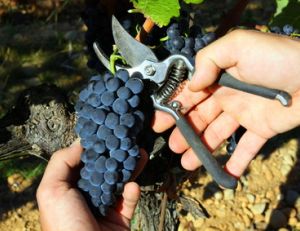 Faire les vendanges