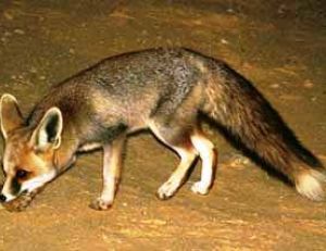 Renard famélique