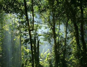Fatigue : les plantes peuvent vous aider à résoudre vos problèmes
