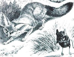 Les fennecs sont les prédateurs des gerboises