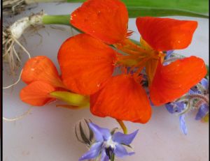 Fleurs comestibles