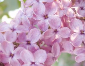 Lutter contre le stress grâce aux fleurs de Bach