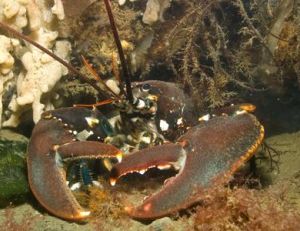Homard européen