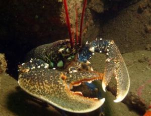 Homard en veille devant son trou