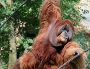 L’orang-outan est un funambule