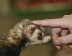 Adopter un furet