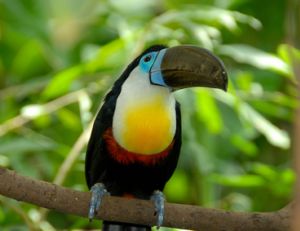 La sauvegarde de la biodiversité