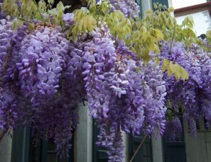 Glycine de Chine
