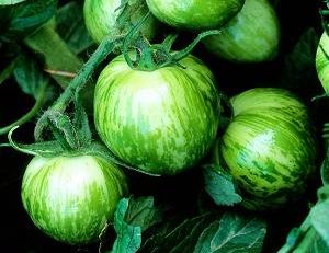 Green zebra