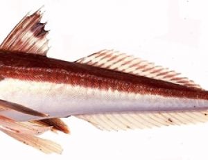 Grondin gris