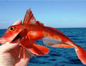 Grondin rouge