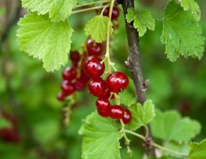 Planter, cultiver, récolter des groseilles